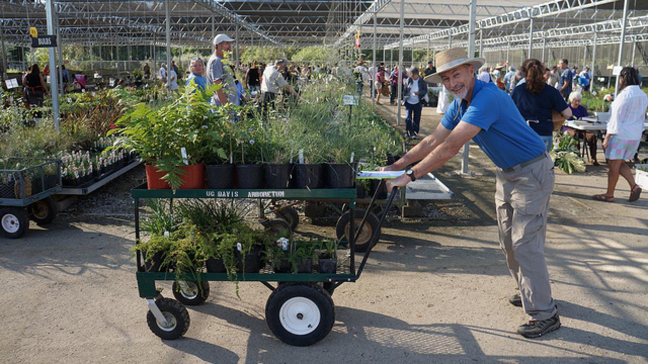 Jay Davison — Davis resident, gardening enthusiast, volunteer and frequent shopper — counts on finding unique, and beautiful low-water selections at the UC Davis Arboretum and Public Garden plant sales. Jay Davison
