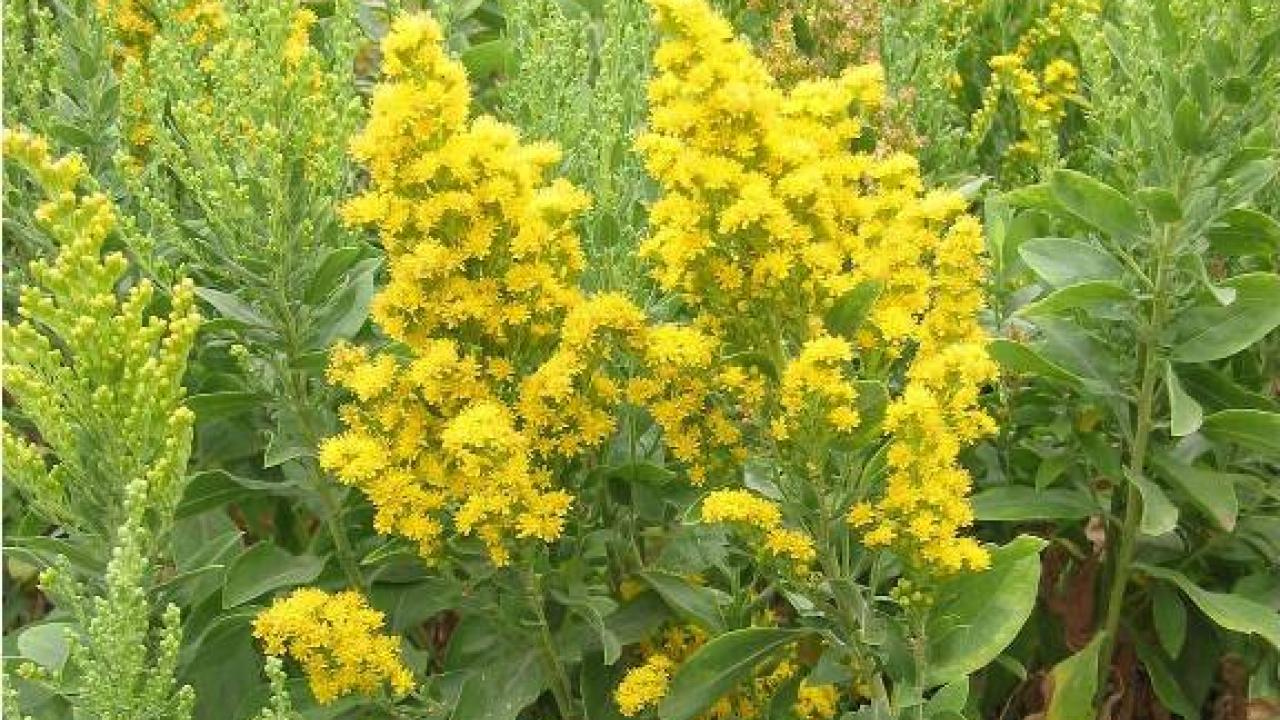 solidago