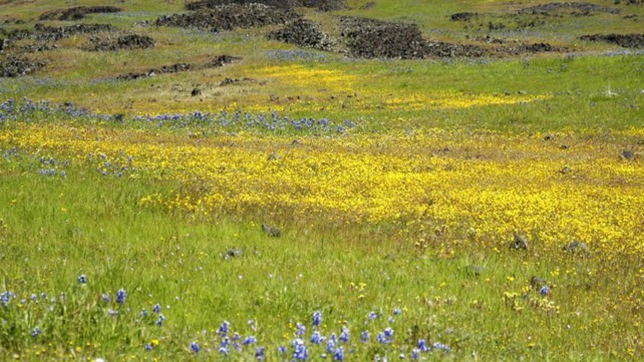 fields of lupine