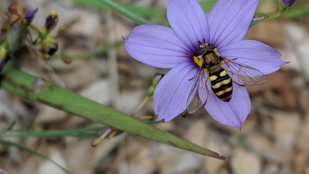Photo of a flower fly on blue-eyed grass