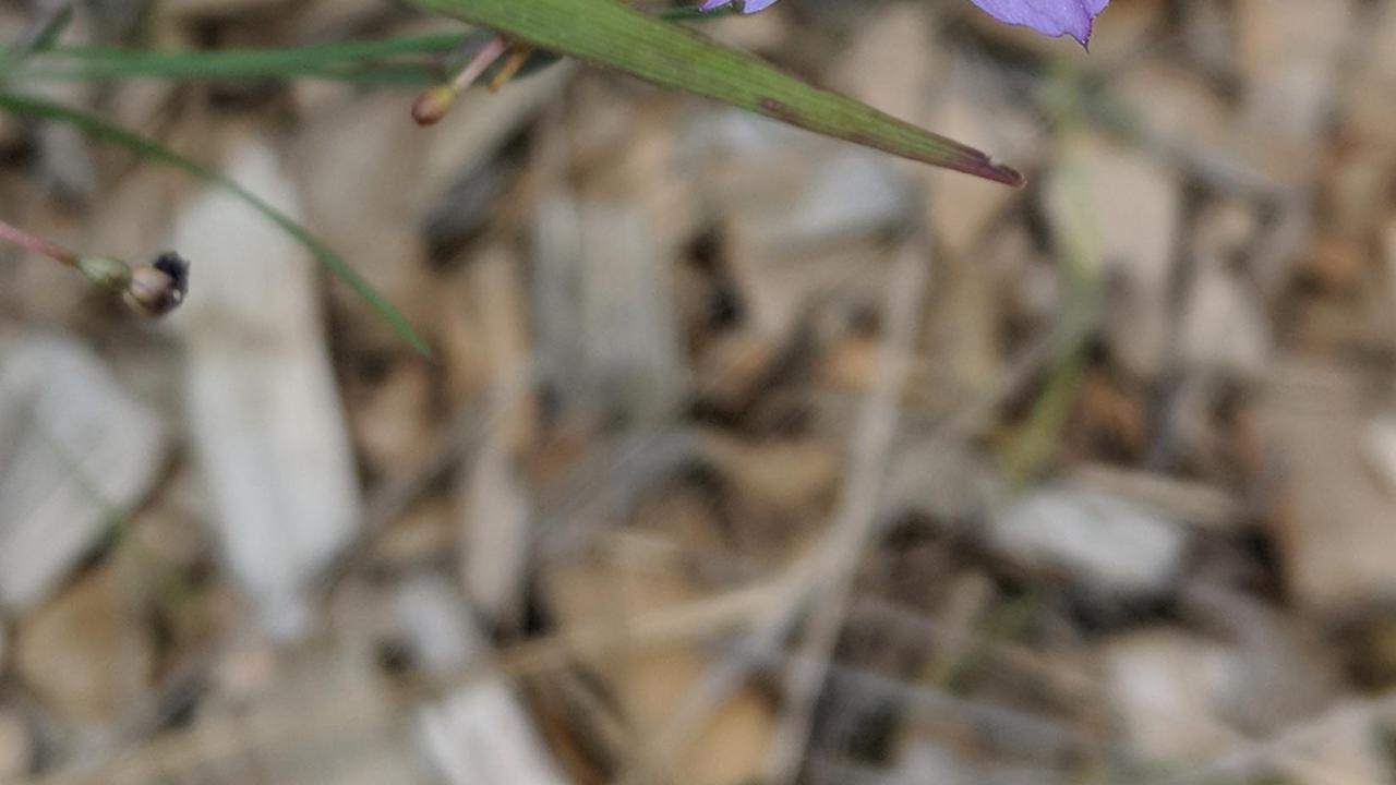 Photo of a flower fly on blue-eyed grass