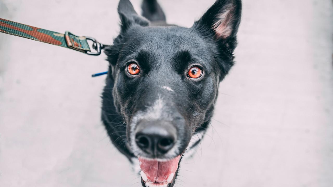 Photo of a black dog on a leash.