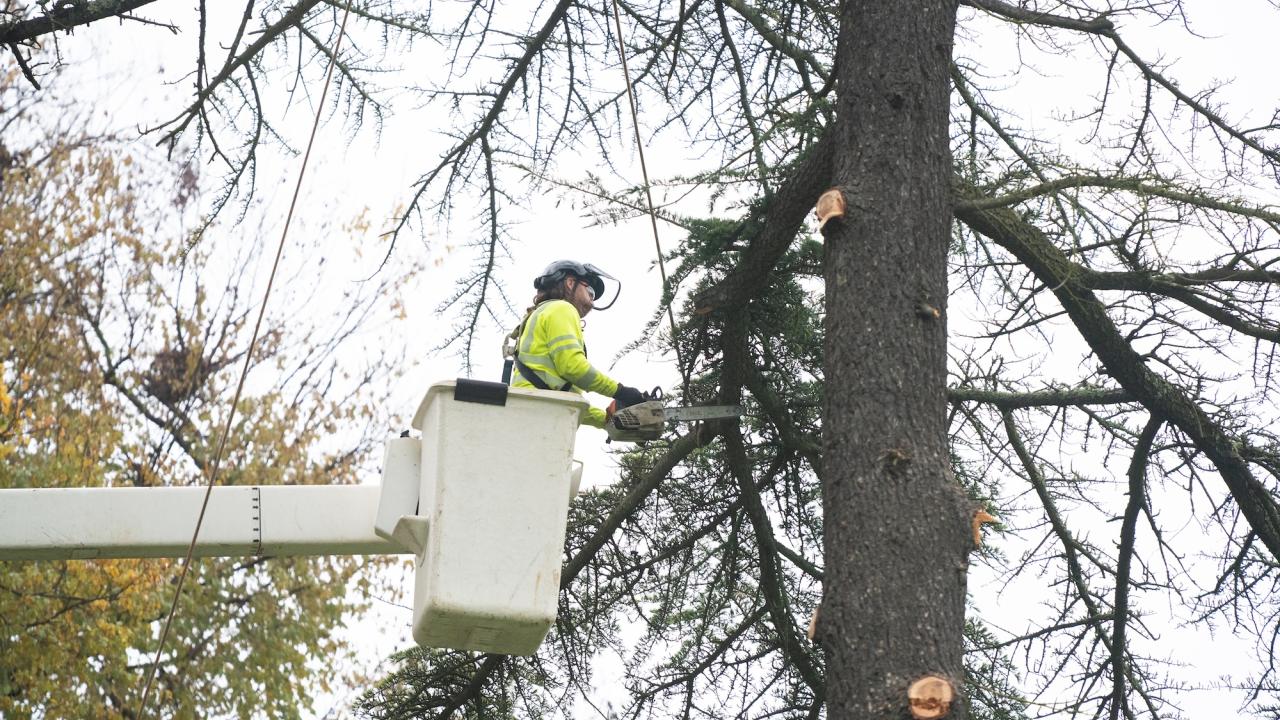 Arborist in bucket lift trimming tall evergreen, wearing hi-vis jacket and helmet.