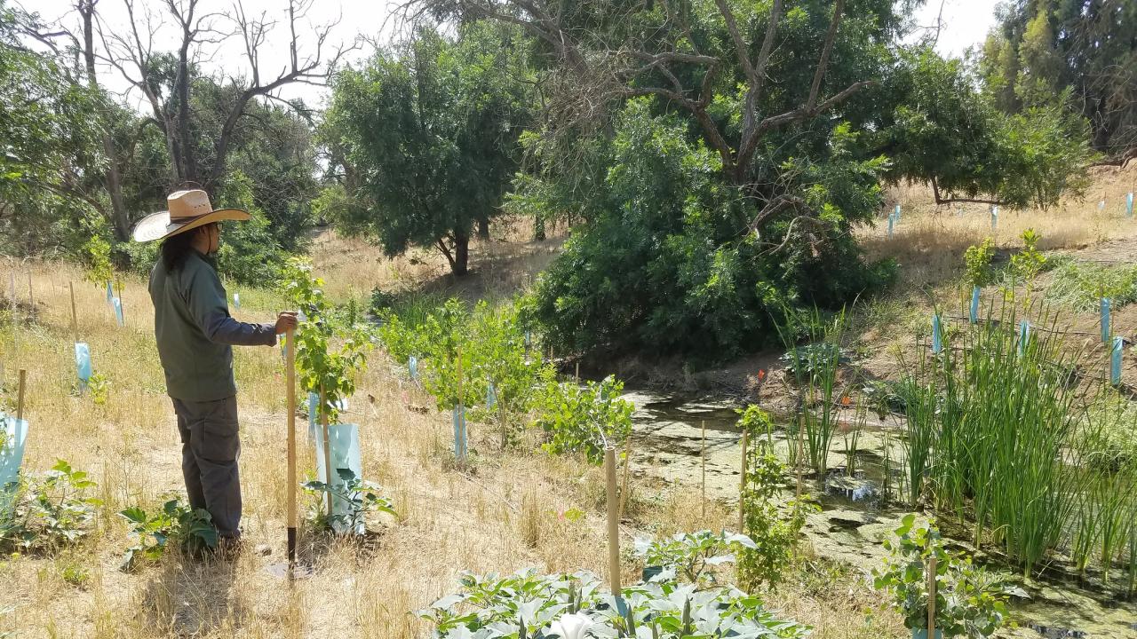 Person in wide-brim hat tending young plants in sunlit naturalized landscape on the UC Davis campus with newly planted trees protected by blue tubes.