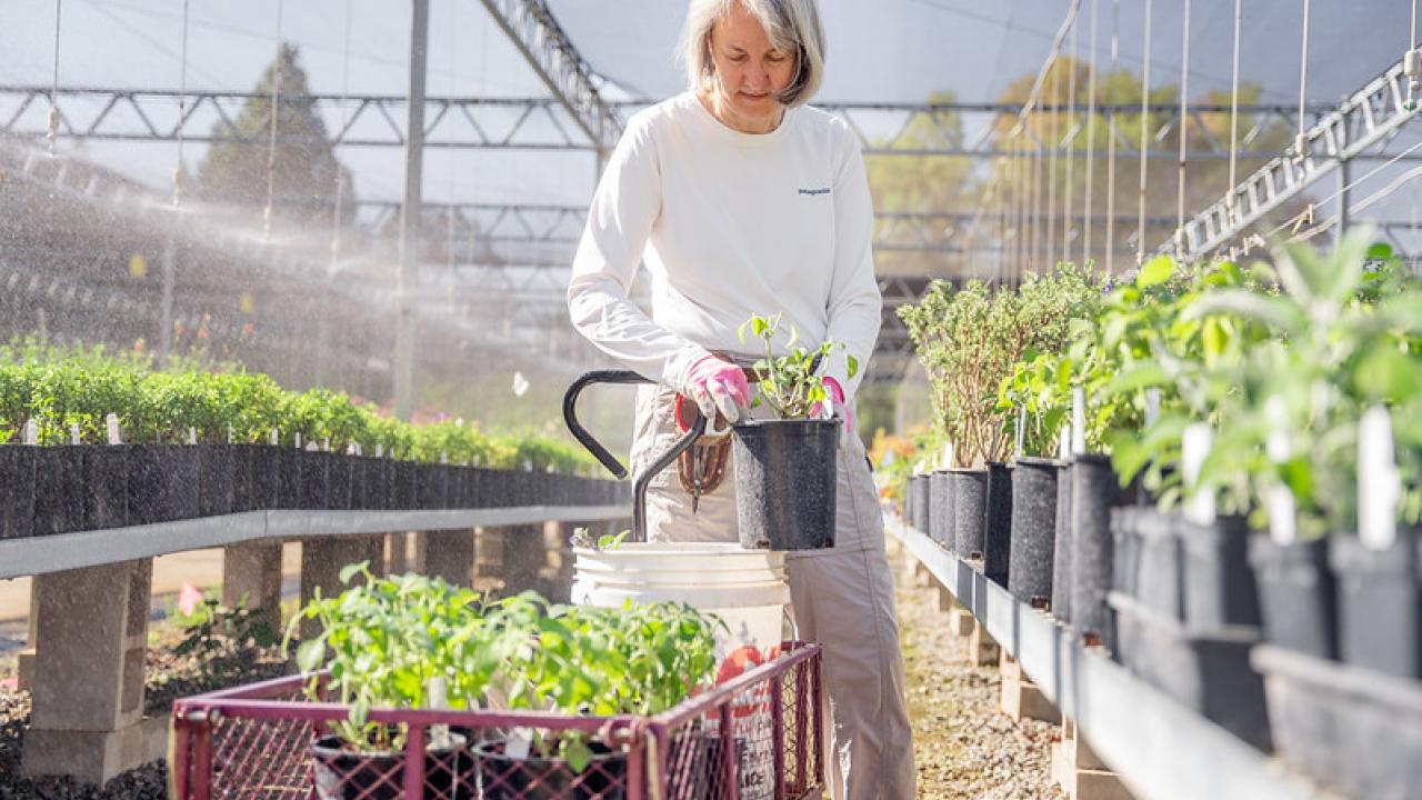 Image of female volunteer caring for plants in the UC Davis Arboretum Teaching Nursery. 