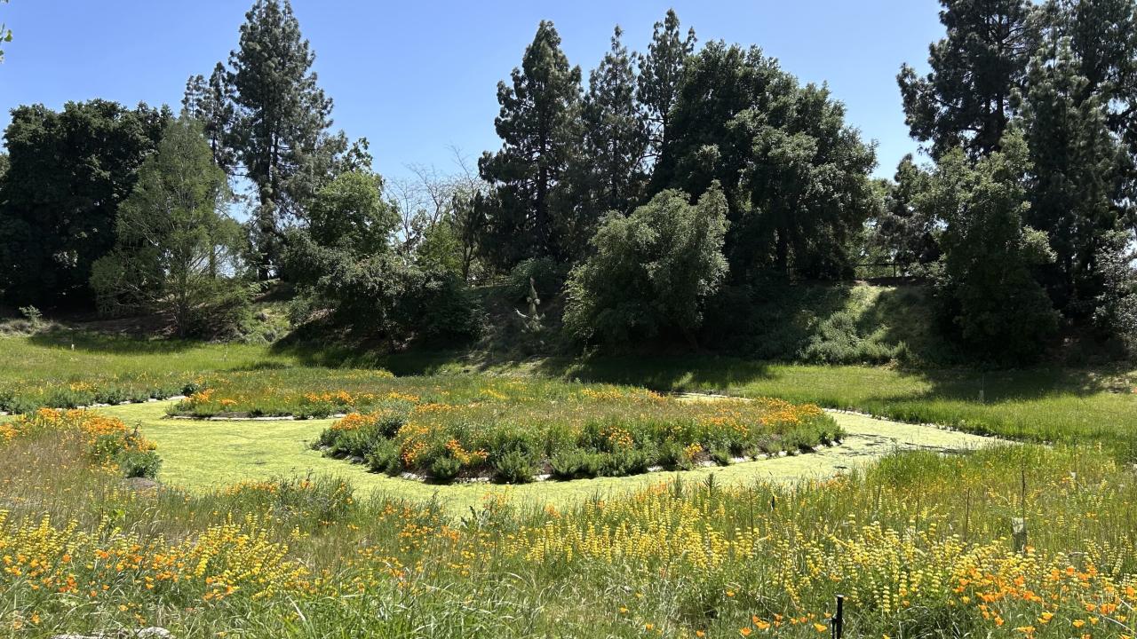 West end of Arboretum Waterway. The shores and island are populated with blooming flowers, while the waterway itself has a light layer of algae 