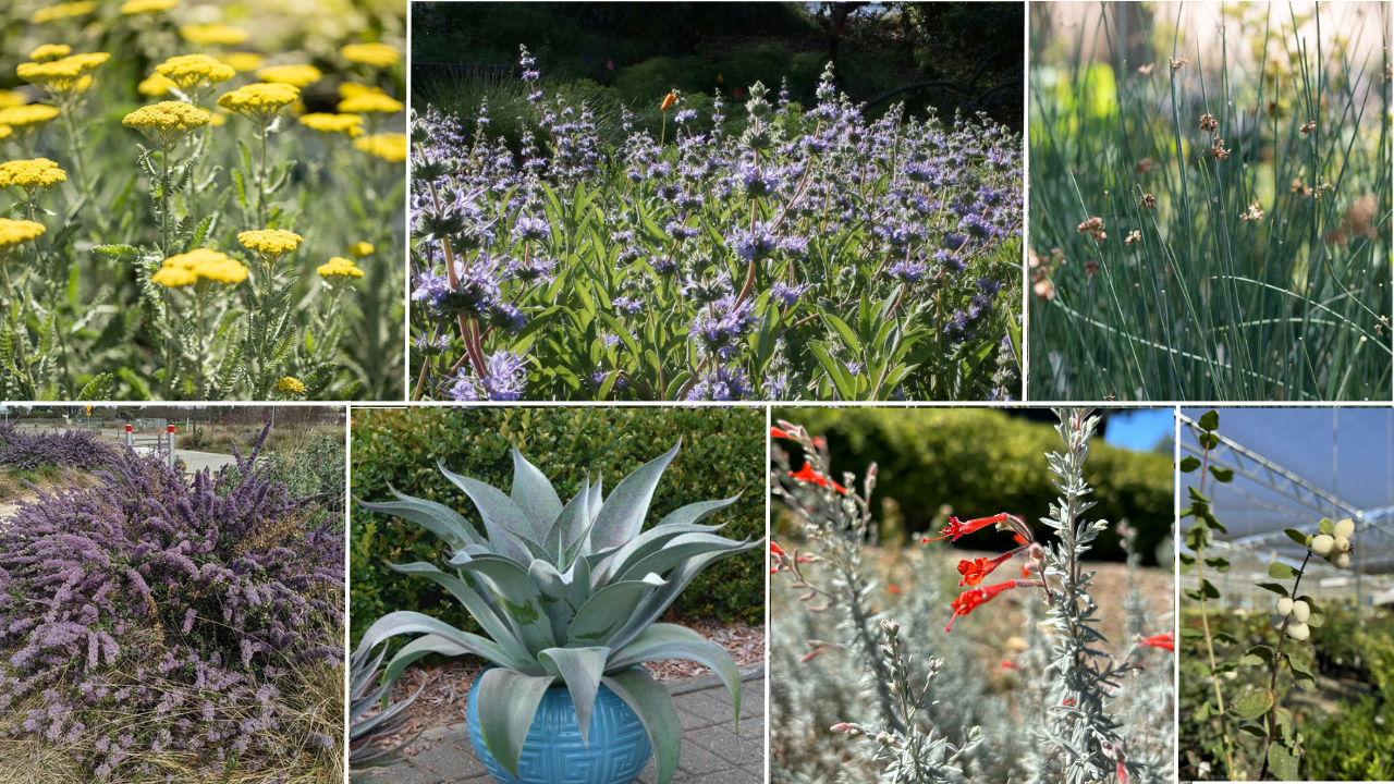 Collage of eight plants from the UC Davis Arboretum and Public Garden 'Future Favorite' plant list.