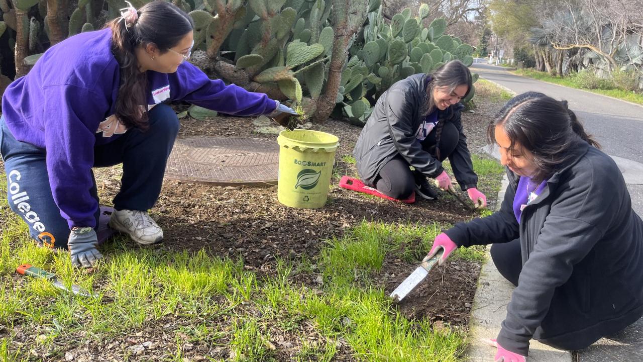 Three people weeding a garden near a large cactus