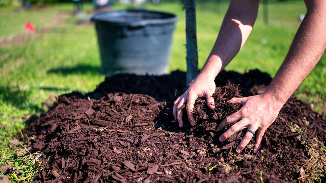 Person applys mulch over a plant
