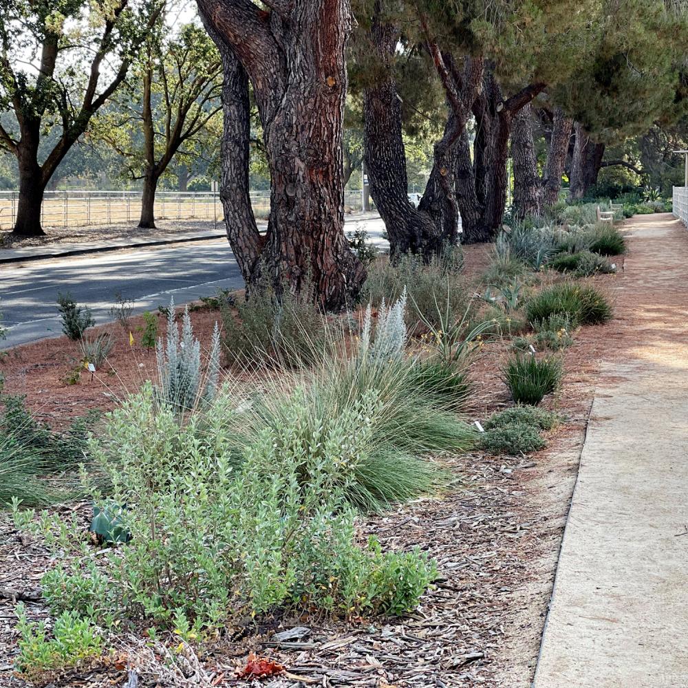 UC Davis Arboretum and Public Garden Aqua-Free Garden