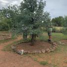 Photo of Quercus oblongifolia.