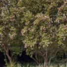 desert willow