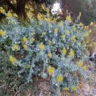 bladderpod