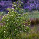 brown dogwood