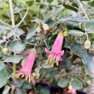 Pink Eyre Australian fuchsia.