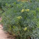  sea fennel.