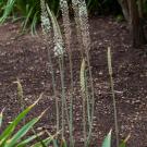 sea squill