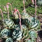 hens and chicks