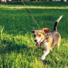 Image of beagle on a leash in the grass.