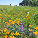 Sunlit field of orange poppies with a single purple wildflower on a green hillside