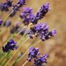 bee on lavender