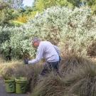 Volunteer weeding in the Arboretum and Public Garden