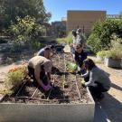 A group of volunteers work at a garden bed in the Good Life Garden