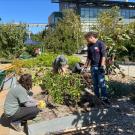 A group of volunteers tend to the Good Life Garden