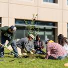 Image of a group of students planting a tree on the UC Davis campus.