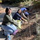 Volunteers kneel, working in the Arboretum