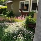 Front yard with plants blooming