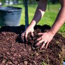 Person applys mulch over a plant
