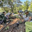 Image of a group of volunteers planting new plants in the UC Davis Arboretum.