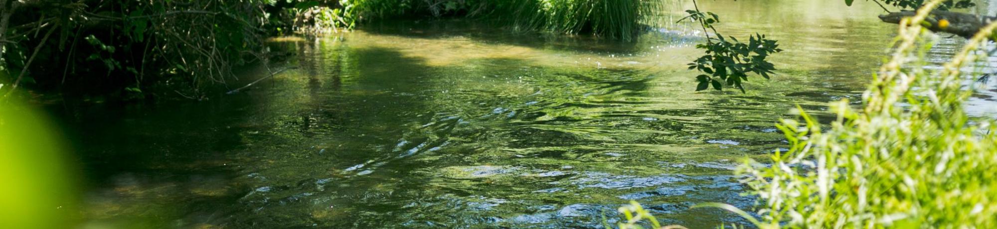 Image of scenery at the UC Davis Putah Creek Riparian Reserve.