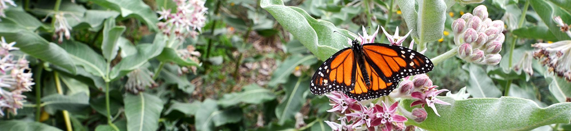 A black and orange monarch butterfly landed on a milkweed plant with pinkish purple clusters of flowers with pointed petals.